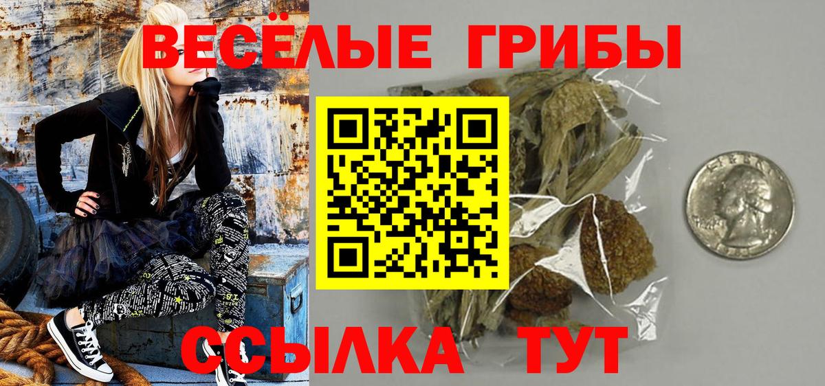 Псилоцибиновые грибы Psilocybe  что такое   Дмитров  Галлюциногенные грибы мицелий 