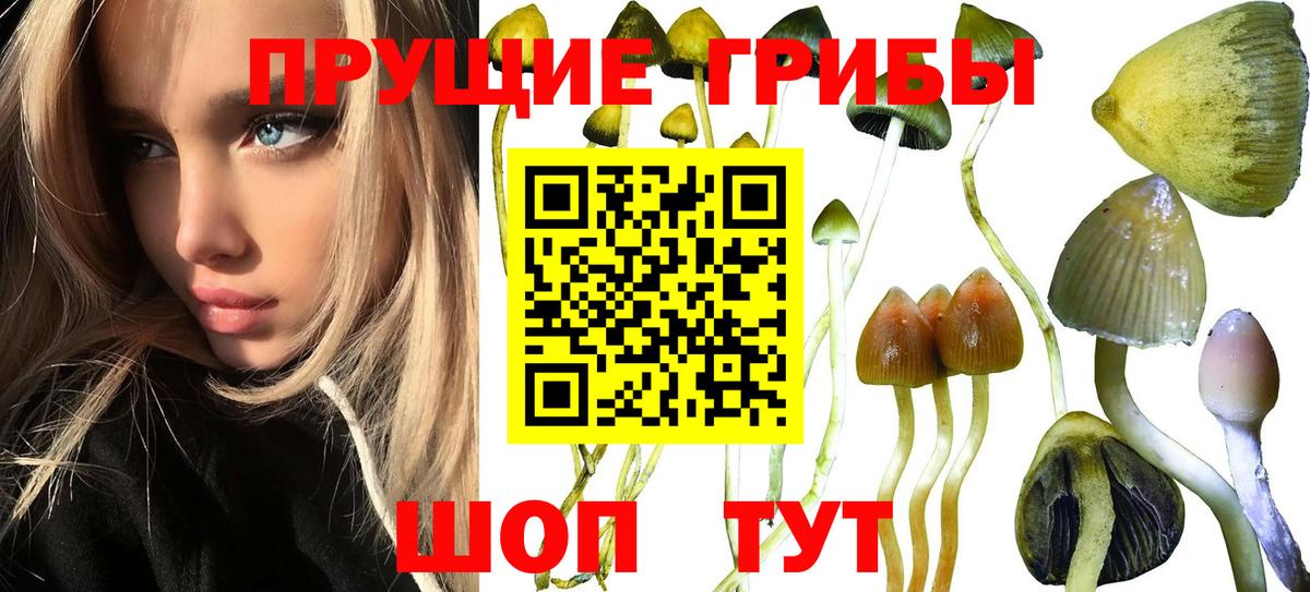 Псилоцибиновые грибы мухоморы Дмитров